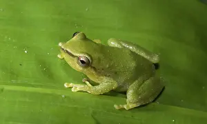 Acuminatus: Green rain frog