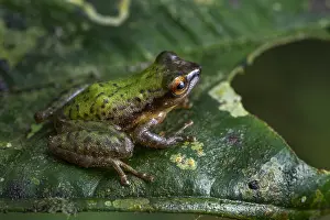 Acuminatus: Green Rain-peeper Frog (Pristimantis acuminatus)