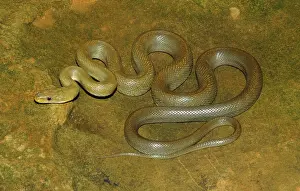 Ratsnake: Green Rat Snake (Senticolis triaspis)