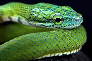 Prasina: Green ratsnake (Rhadinophis prasinum), China