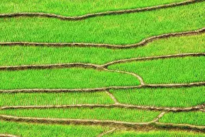 Terraces: Green rice field terraces Near Sapa, Vietnam, Asia