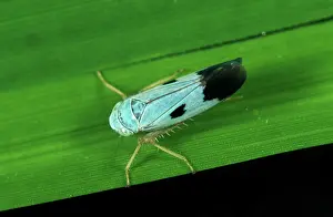 Virescens: Green rice leafhopper (Nephotettix virescens)