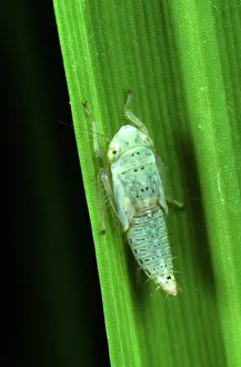 Virescens: Green Rice Leafhopper nymph