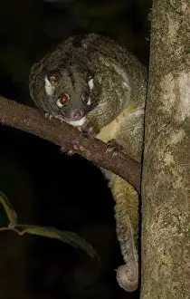 Archeri: Green Ringtail Possum