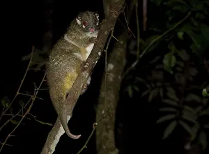 Archeri: Green Ringtail Possum