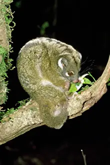 Ringtail: Green Ringtail Possum - eating leaf