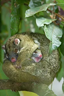 Archeri: Green Ringtail Possum - female adult curled up