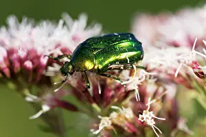 Eupatorium: Green Rose Chafer