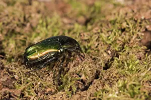 Aurata: Green rose chafer (Cetonia aurata) walking on mossy
