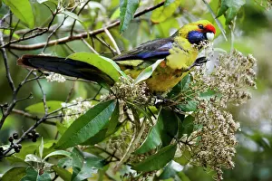 Platycercus: Green Rosella - adult sits on a tree feeding on its blooms