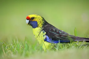 Platycercus: Green Rosella - adult sitting in meadow feeding on grass