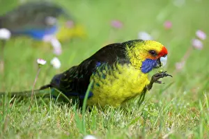 Platycercus: Green Rosella - adult standing in blooming meadow