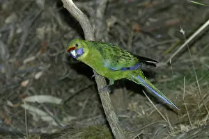 Platycercus: Green Rosella - Approaching waterhole near Buckland