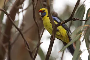 Hobart: Green Rosella - In a eucalypt - Peter Murrell Reserve
