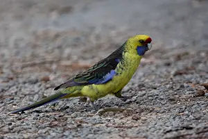141118: Green Rosella - Foraging in the Adventure Bay Campground