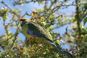 Platycercus: Green Rosella - Near its nest site at the historic