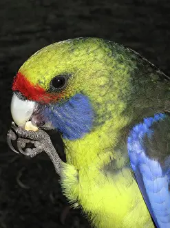 Tasmanian: Green Rosella parrot eating a nut