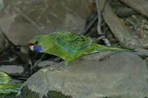 Platycercus: Green Rosella - At waterhole near Buckland