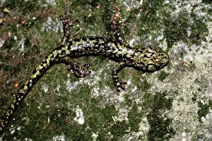 Aeneus: Green Salamander