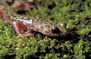 Aeneus: Green Salamander
