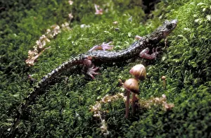 Aeneus: Green Salamander