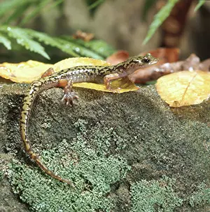 Aeneus: Green Salamander