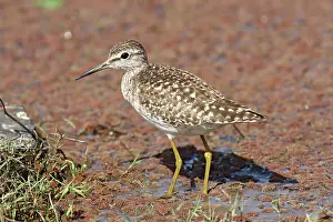 Ochropus: Green Sandpiper