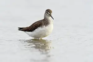 Stable: Green Sandpiper