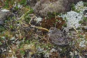 Wrangell: Green Sandpiper