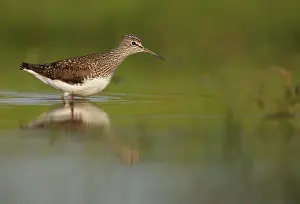 Langerak: Green Sandpiper