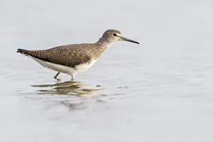 Balgzand: Green Sandpiper