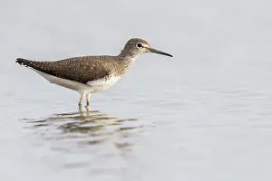 Balgzand: Green Sandpiper