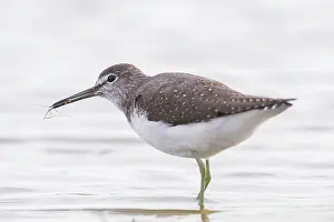 Balgzand: Green Sandpiper
