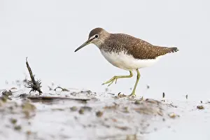 Balgzand: Green Sandpiper