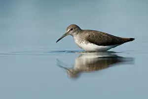 Ochropus: Green Sandpiper