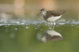 Ochropus: Green Sandpiper
