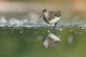 Ochropus: Green Sandpiper