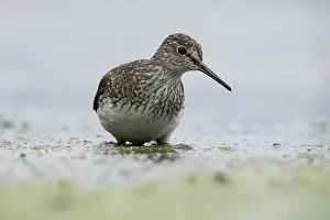 Ochropus: Green Sandpiper
