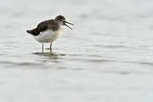 Stable: Green Sandpiper