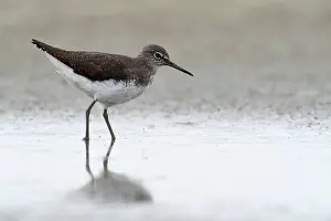 Tringa: Green Sandpiper