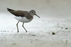 Tringa: Green Sandpiper