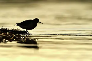 Actitis: Green Sandpiper