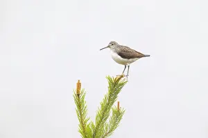 Vaermland: Green Sandpiper