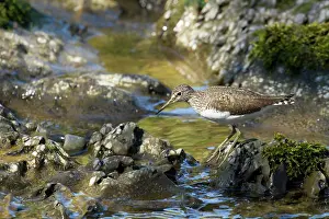 Ochropus: Green Sandpiper adult by stream spring