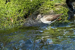 Ochropus: Green Sandpiper adult by stream spring
