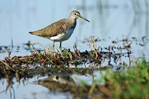Ochropus: Green Sandpiper - at lake edge