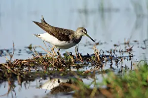 Ochropus: Green Sandpiper - at lake edge