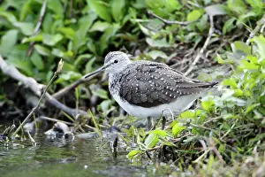 Ochropus: Green Sandpiper - resting on river bank