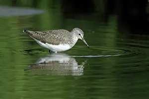 Ochropus: Green Sandpiper - searching for food in river