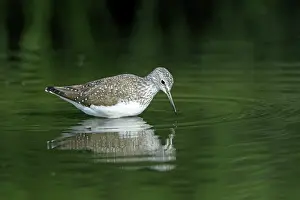 Ochropus: Green Sandpiper - searching for food in river